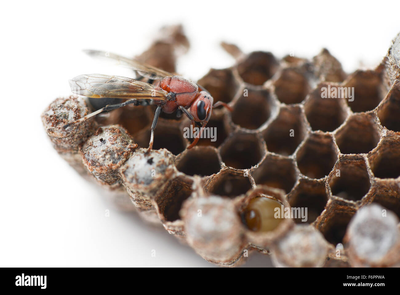 nido di vespe Foto Stock