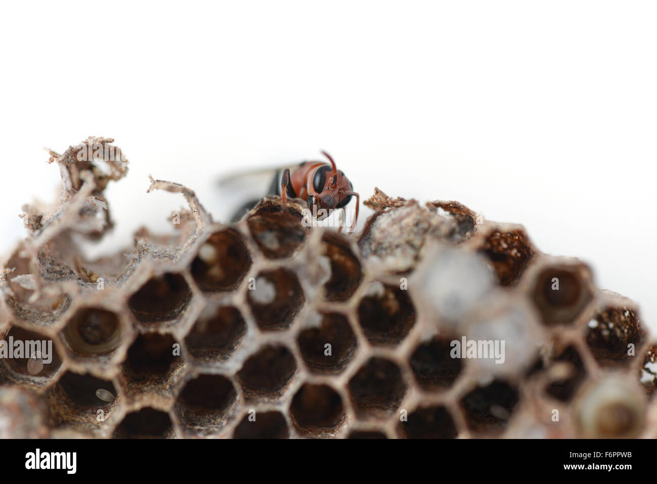 Nido di vespe con larve di insetti Foto Stock