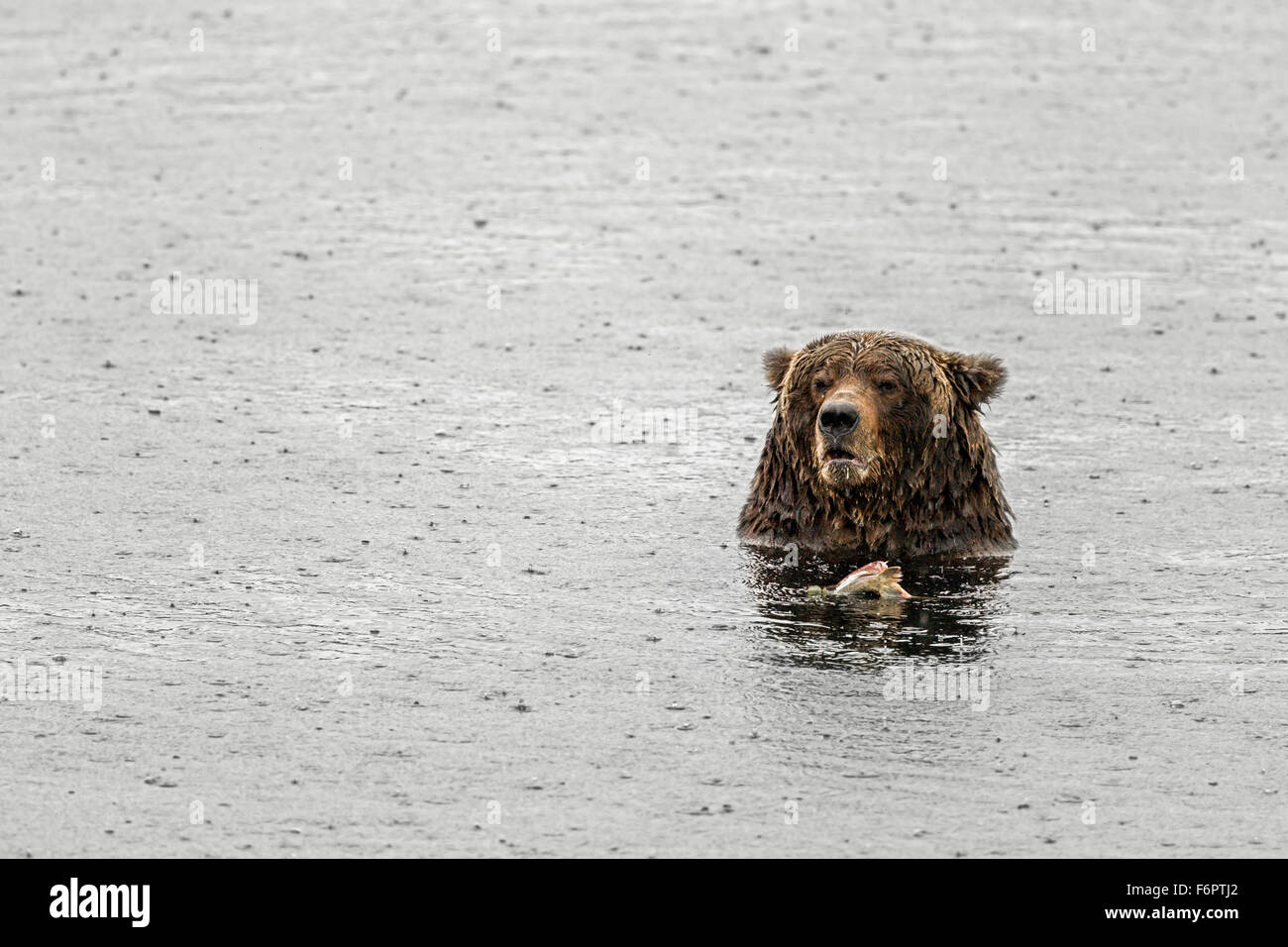 Una femmina matura coastal orso bruno, noto di Katmai National Park personale come 'Quattro Ton' (dopo il suo id univoco #410) Foto Stock