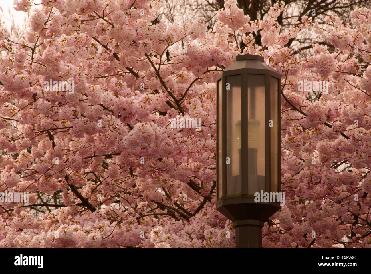 Cherry Tree bloom lampione, Oregon State Capitol motivi, Salem, Oregon Foto Stock