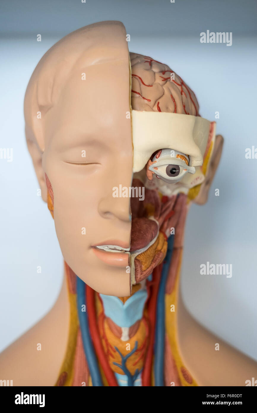 Anatomia umana modello medico biologia anatomica Foto Stock