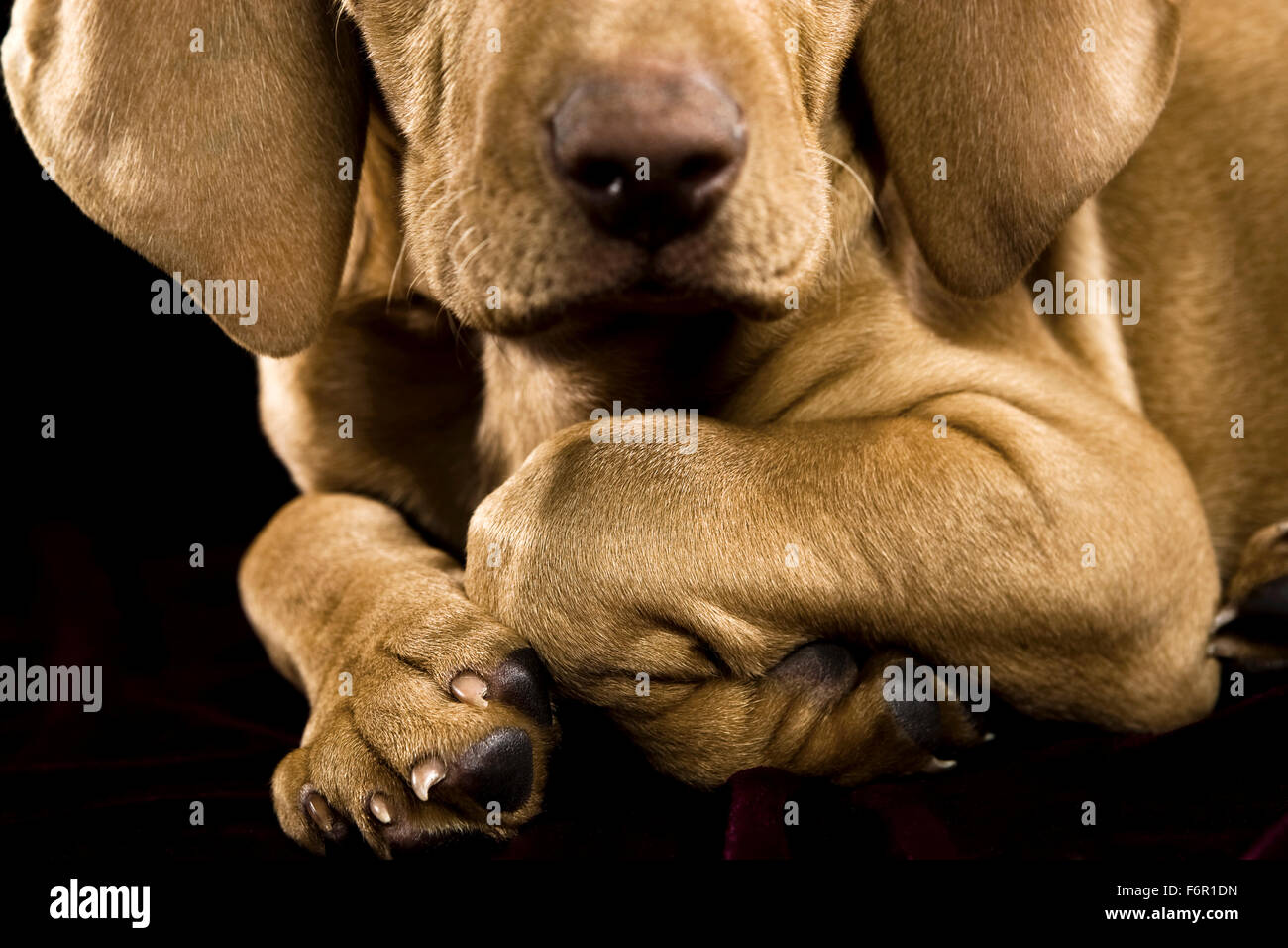 Close up ritratto Vizsla cucciolo di cane di fronte alla fotocamera in studio su nero zampe anteriori sulle gambe ripiegate sotto il muso lungo naso orecchie floppy Foto Stock