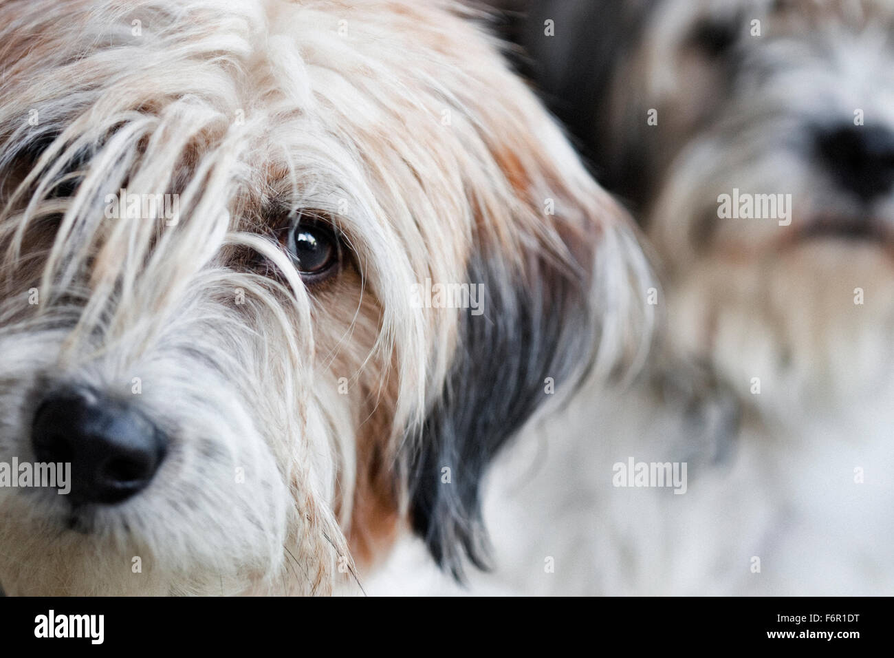 Due shaggy luce colorata terrier mix cani, uno che guarda soulful in primo piano uno stoico in background Foto Stock