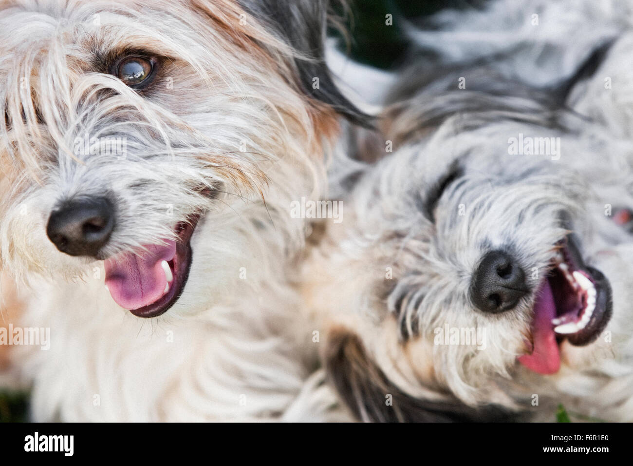 Un viso di due sorridente colorata luce bianco grigio shaggy terrier cani chiudere insieme il colpo da sopra bocca aperta denti bianchi Foto Stock