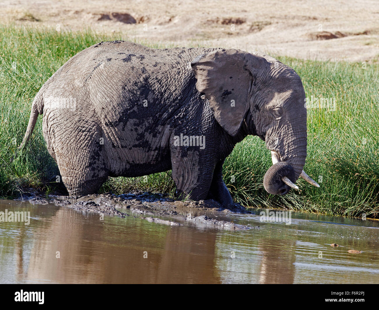 Maschio di elefante africano in acqua attorno al tronco zanne Foto Stock