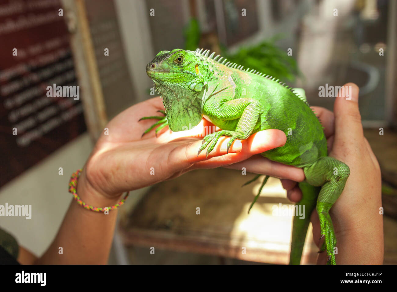 Grande iguana verde sulla mano umana . Foto Stock