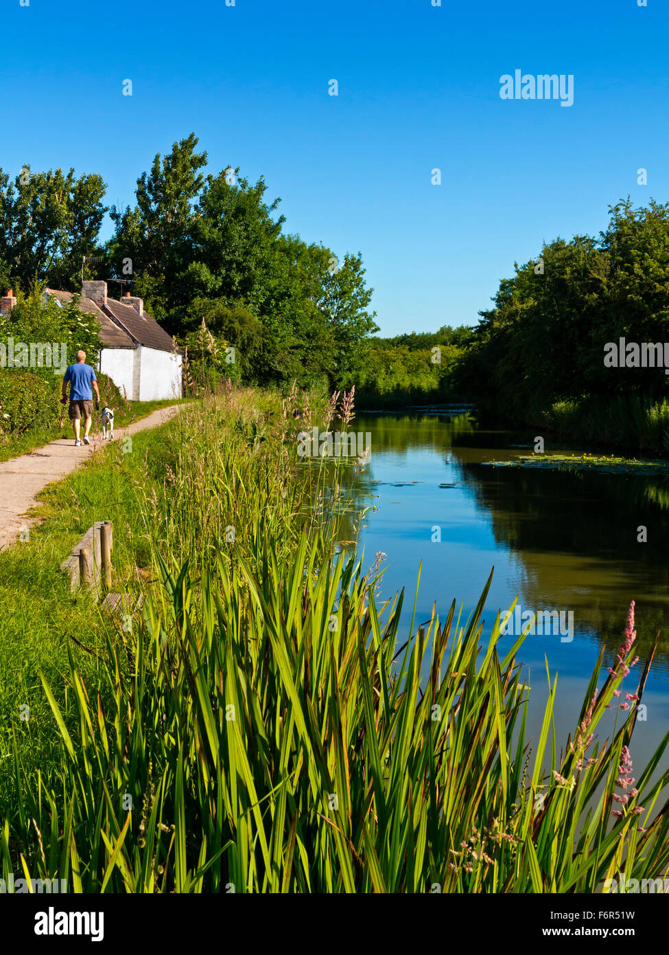 Uomo cane a piedi lungo la strada alzaia sul Nottingham Canal a Awsworth NOTTINGHAMSHIRE REGNO UNITO Inghilterra costruito 1796 e ora utilizzati per la pesca Foto Stock