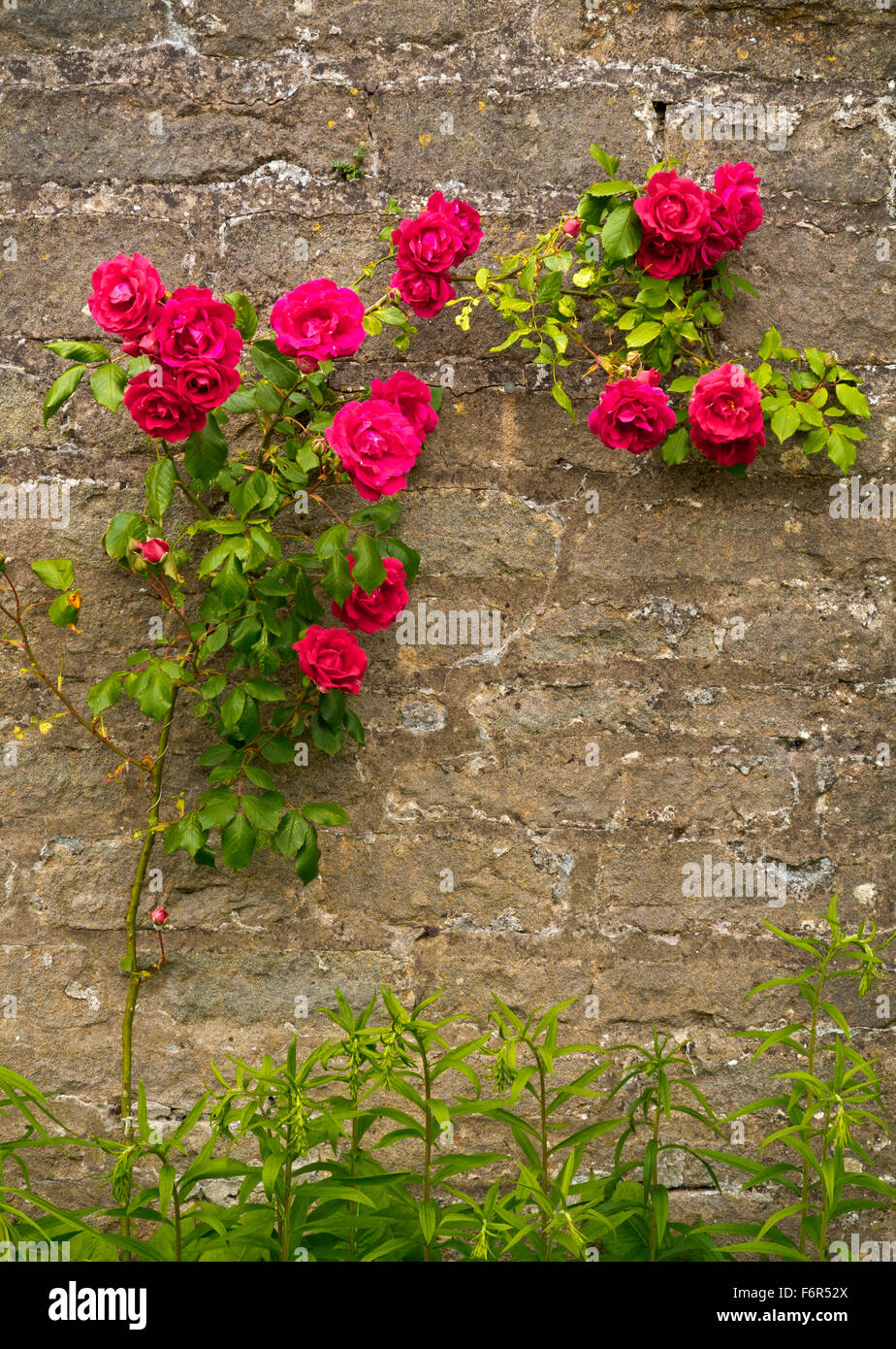 Rose rosse crescente contro un muro in un giardino in estate Foto Stock