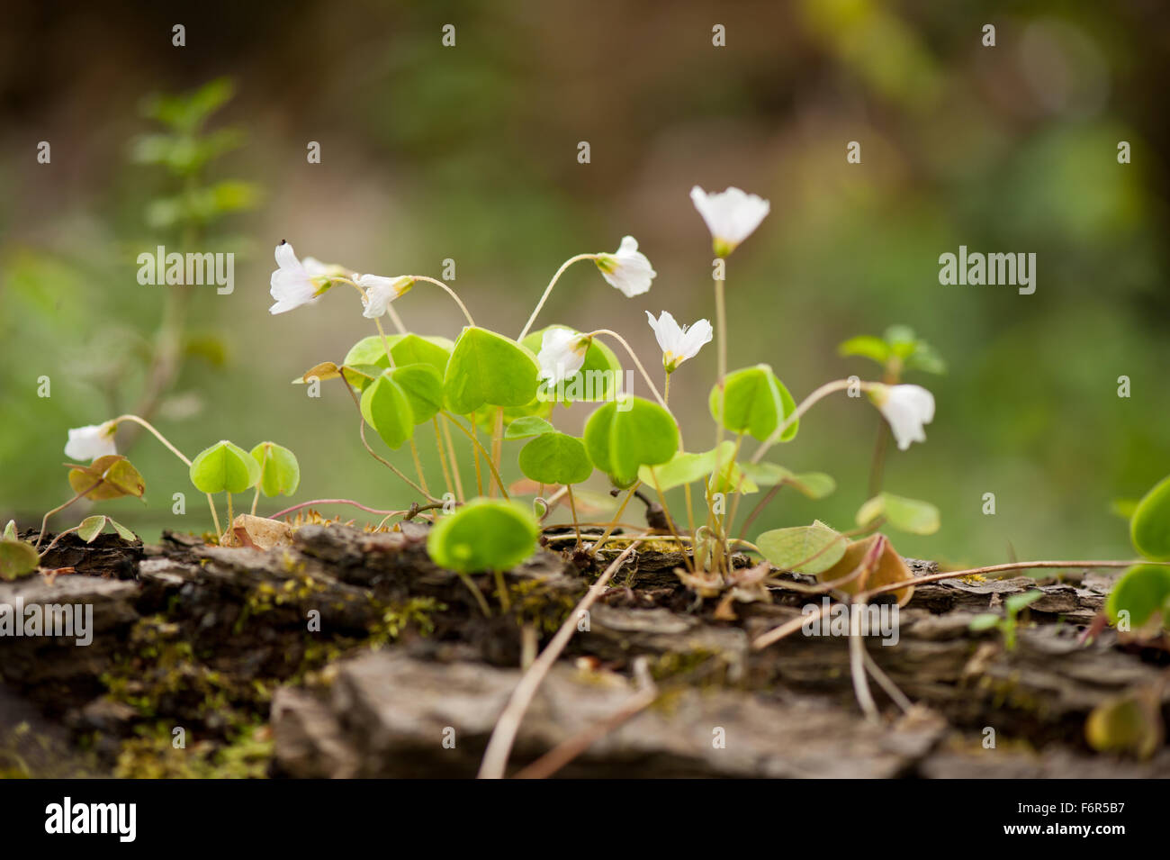 Legno Acetosella pianta flowering macro crescere in albero morto tronco, famiglia Oxalidaceae impianto, Oxalis acetosella chiamato Alleluia cuore... Foto Stock