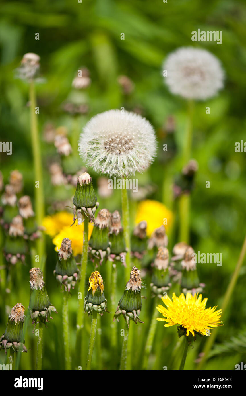 Taraxacum semi maturi di testa, Tarassaco giallo fioritura e versato la medicina di erbe perenni nella famiglia Asteraceae, piante fioriscono Foto Stock