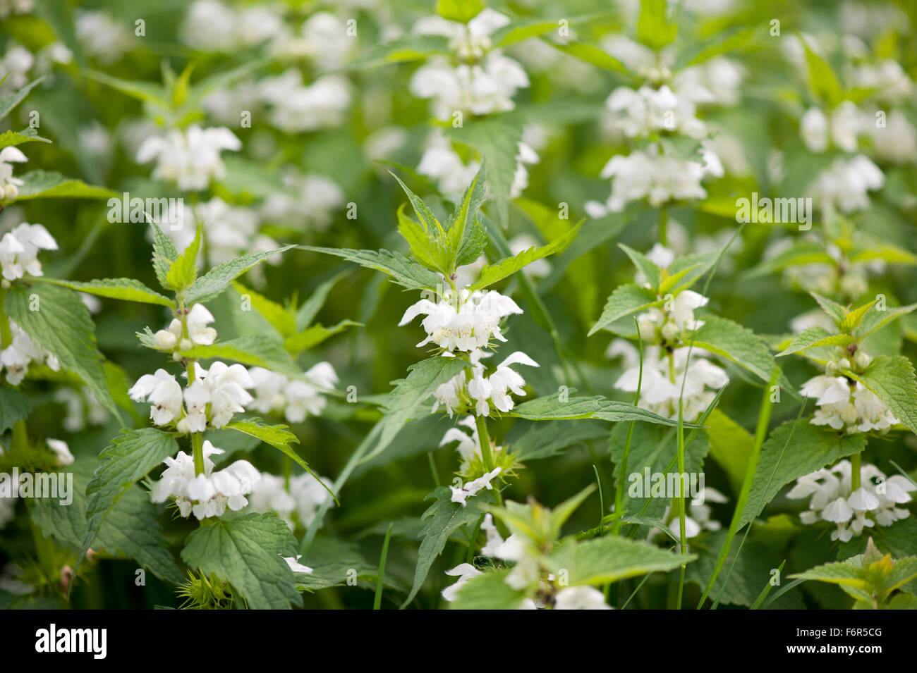 Lamium album fiori bianchi macro, la medicina di erbe fioritura pianta perenne nella famiglia Lippenblütler, chiamato white ortica ... Foto Stock