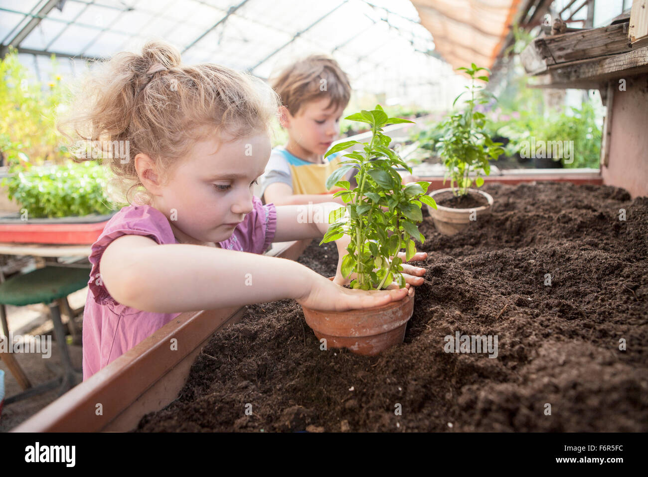 Due bambini in serra piantare piante Foto Stock