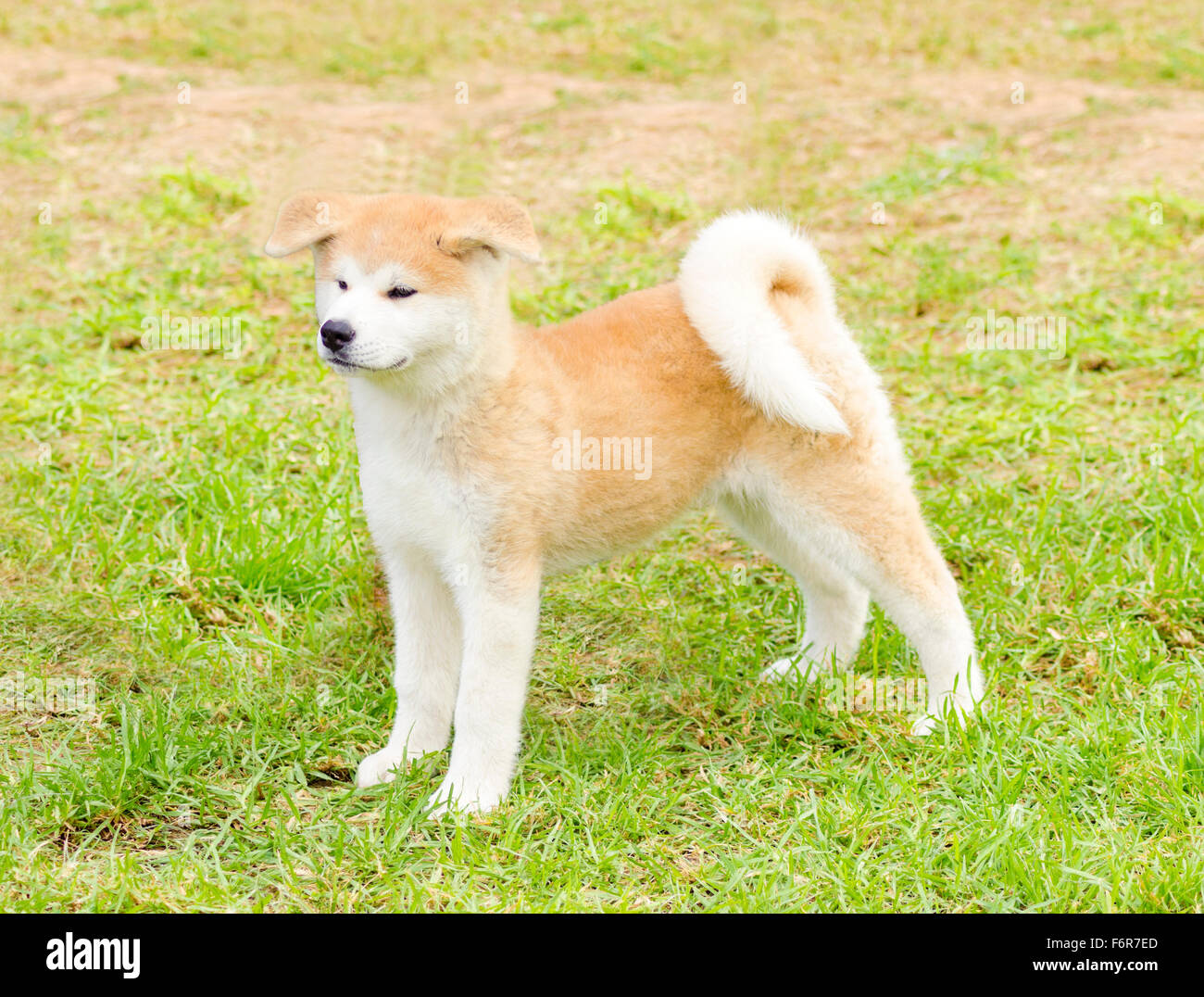 Una vista di profilo di una giovane bella bianco e rosso Akita Inu cucciolo di cane in piedi sul prato. Giapponese Akita cani sono carattere distintivo Foto Stock