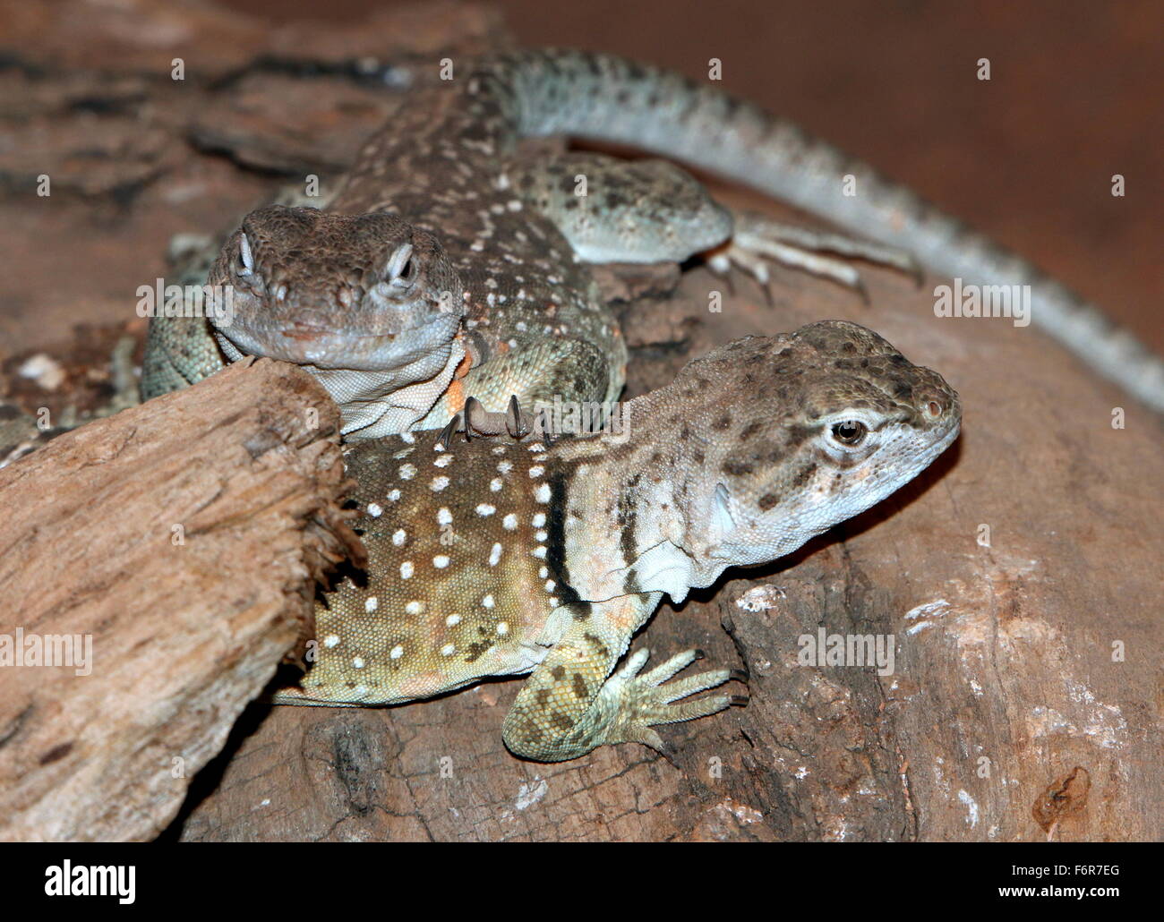 Coppia di North American orientale o Oklahoma lucertole a collare (Crotaphytus collaris) Foto Stock