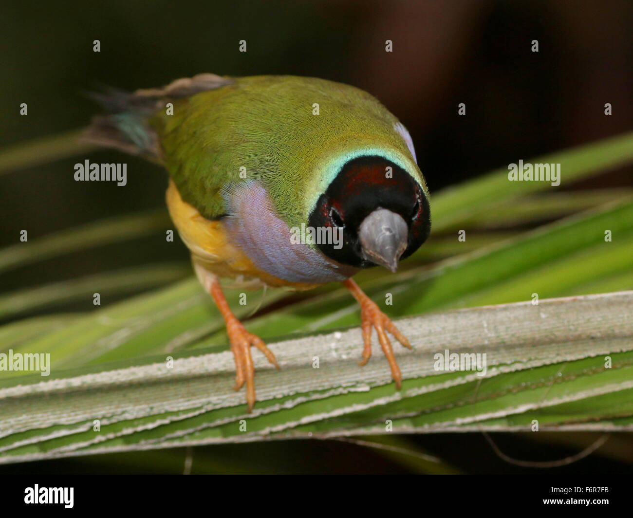 Femmina nero australiano guidato Gouldian Finch o Rainbow Finch (Erythrura gouldiae) close-up, posa su una foglia Foto Stock