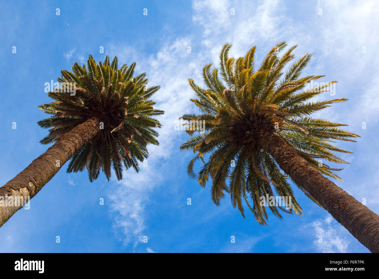 Twin palms con un cielo blu in background. San Antonio de Areco, Argentina. Foto Stock