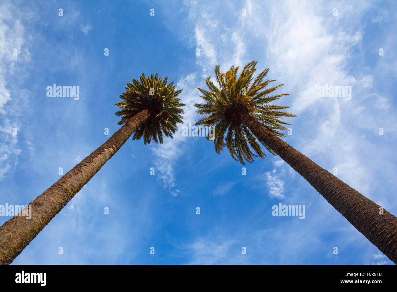 Twin palms con un cielo blu in background. San Antonio de Areco, Argentina. Foto Stock