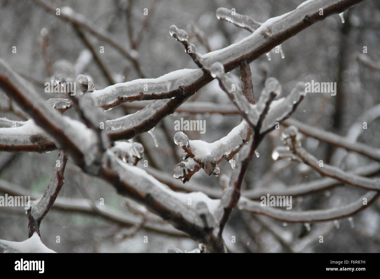 Più rami di ghiaccio Foto Stock