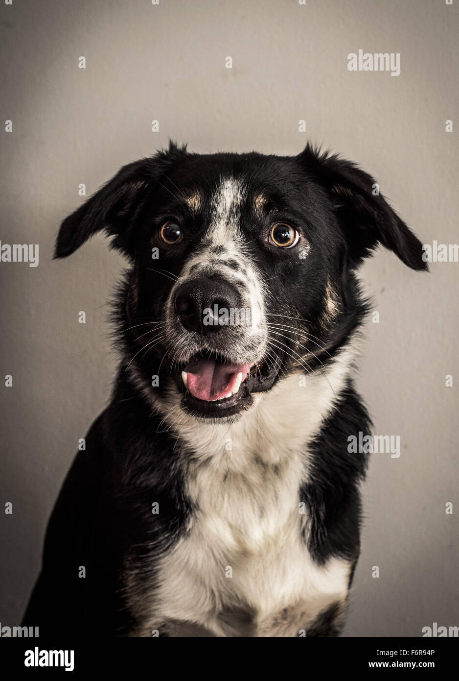 Border Collie ritratto Foto Stock