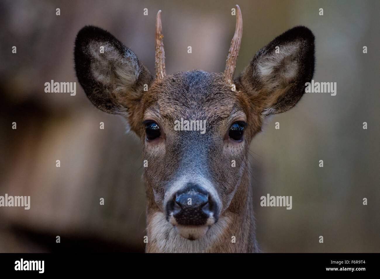 Young Buck corna Foto Stock