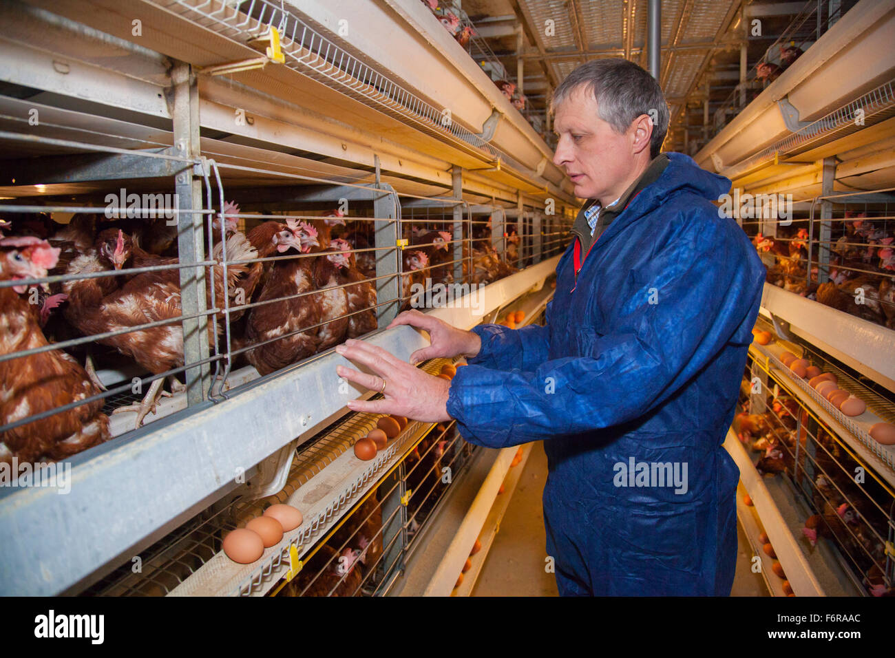 Duncan Priestner, pollo agricoltore. Foto Stock