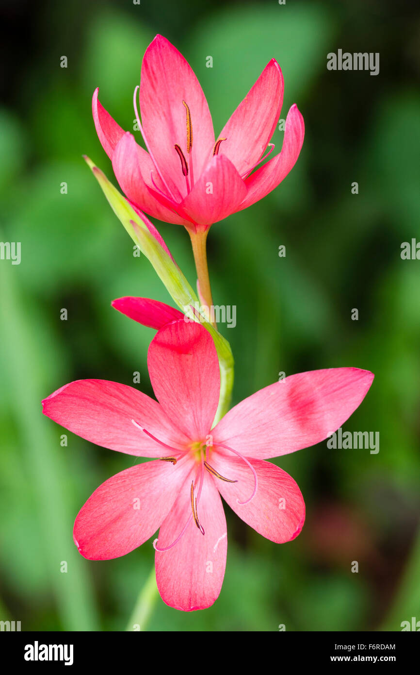 Ottobre fiori su uno stelo del giglio Kaffir, Hesperantha coccinea 'Rosy rosa' Foto Stock