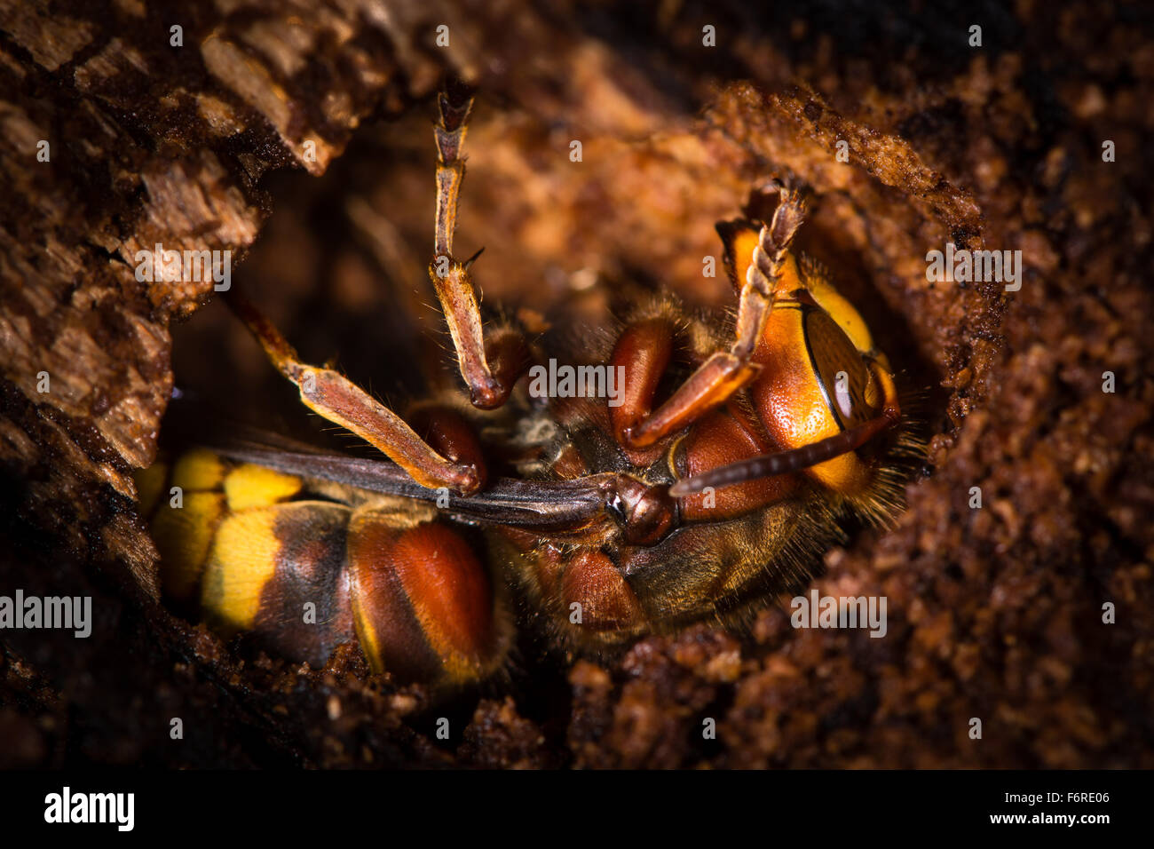Hornet (Vespa crabro) stabiliva per l'inverno nel ceppo di albero Foto Stock