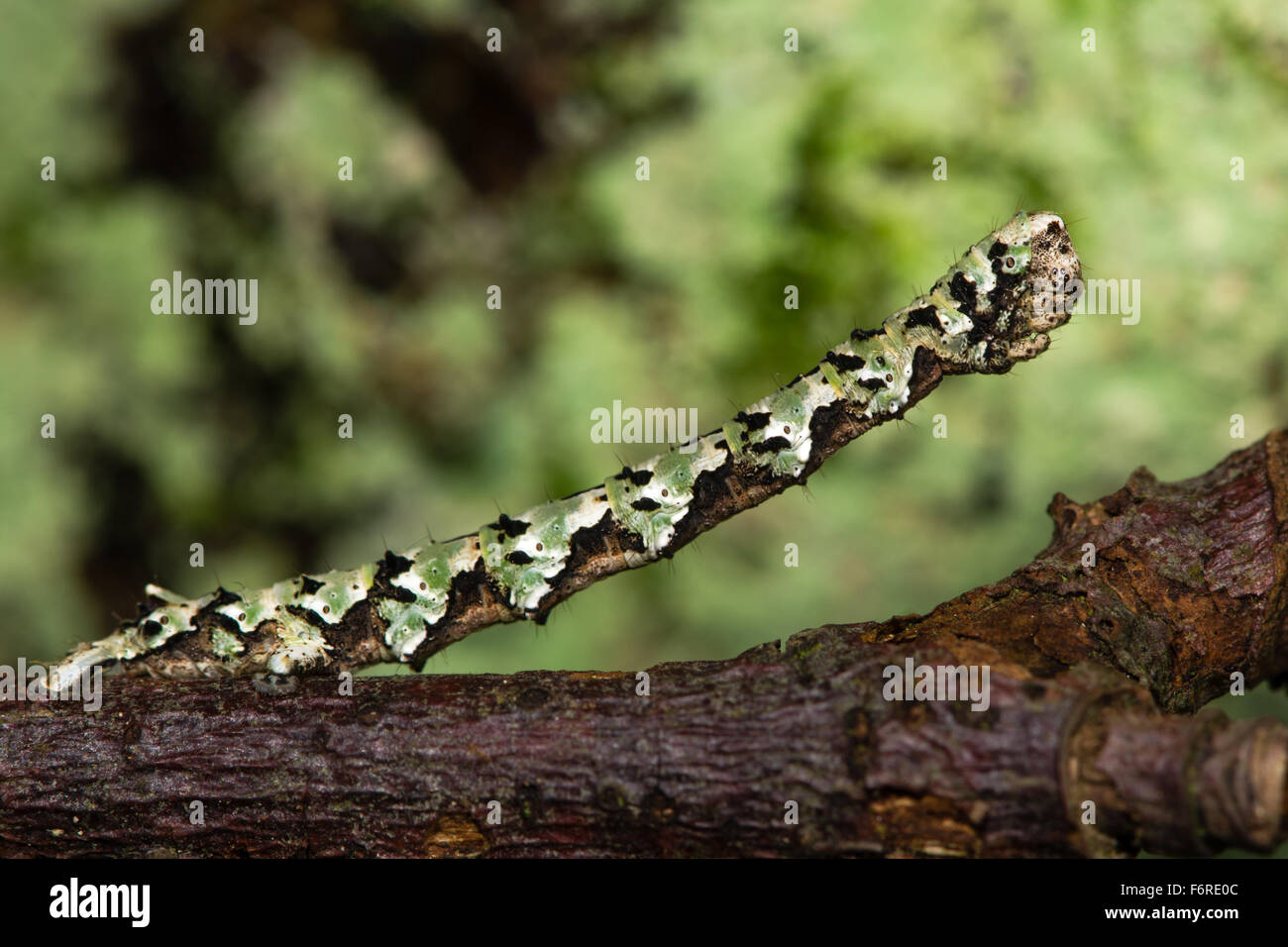 Festone hazel (Odontopera bidentata) caterpillar mimetizzata su un ramo. Questo è il modulo di colore verde della larva. Foto Stock