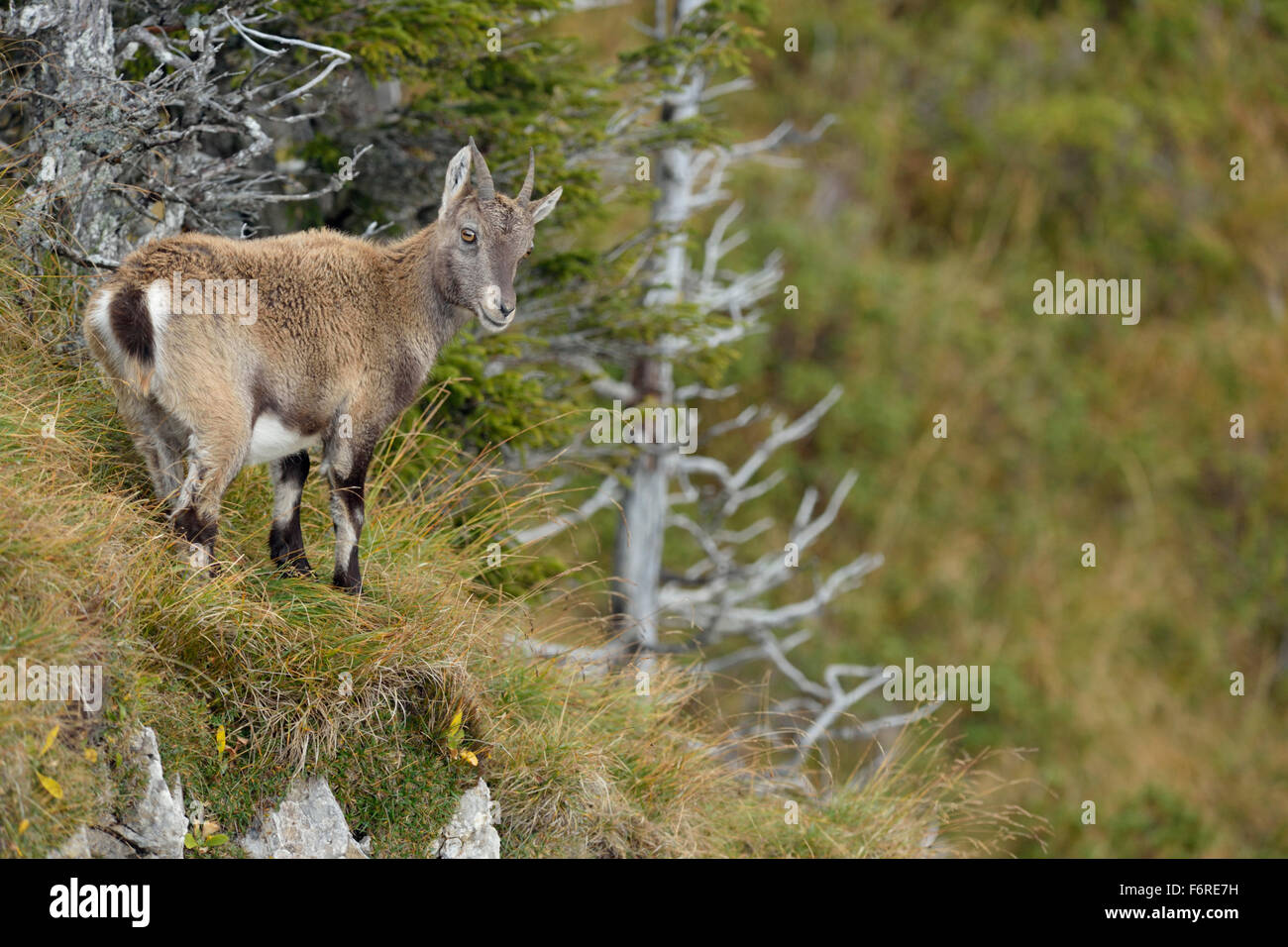 Alpine Ibex / Steinbock / Alpensteinbock ( Capra ibex ) in piedi in ambiente naturale delle montagne di alta gamma. Foto Stock