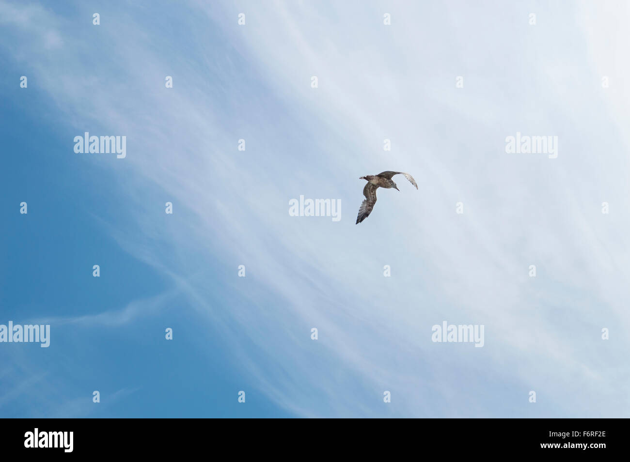 Una chiusura di un grande seagull volando attraverso il cielo azzurro presso la spiaggia di Brighton. Foto Stock