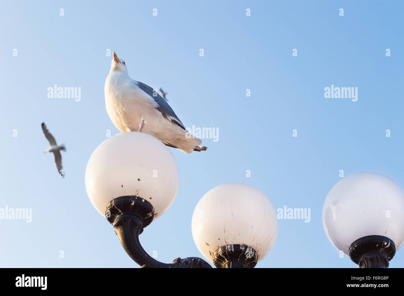 Un Gabbiano seduta sulla cima di un lampione guardando in alto nel cielo azzurro. Foto Stock