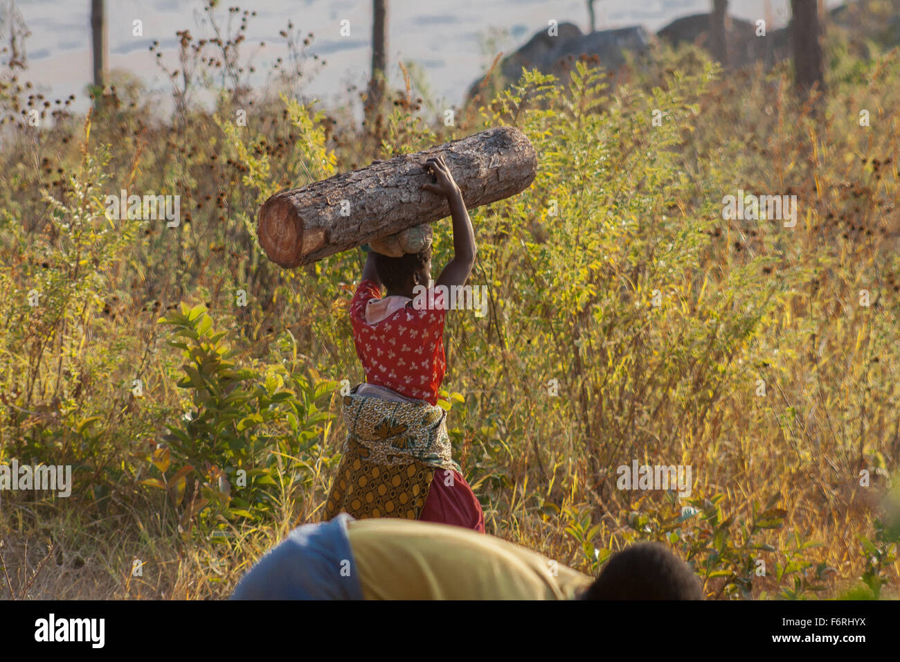 Una donna porta un enorme log sulla sua testa, Dedza, Malawi, Africa Foto Stock