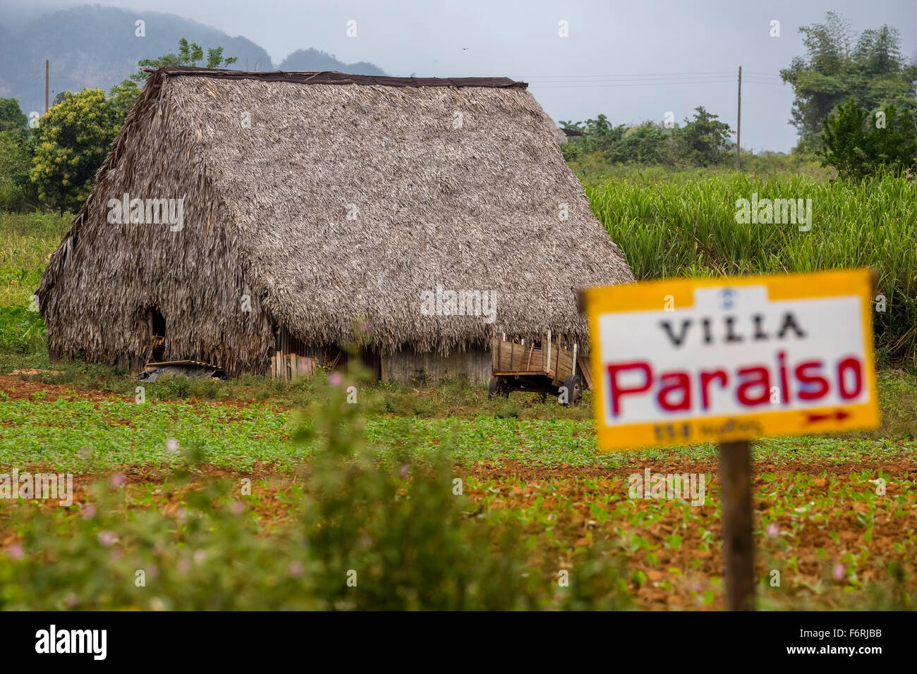 Segno di un sistema di previdenza privata, Villa Paraiso, coperto con foglie fienile per essiccare le foglie di tabacco, Viñales Cuba Foto Stock
