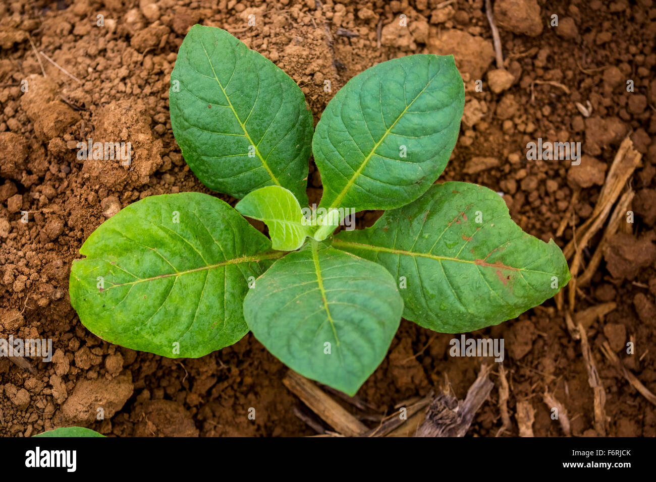 Tabacco (Nicotiana), le piante di tabacco, marrone loam, campo di tabacco, Vinales, Cuba, Pinar del Río, Cuba Foto Stock