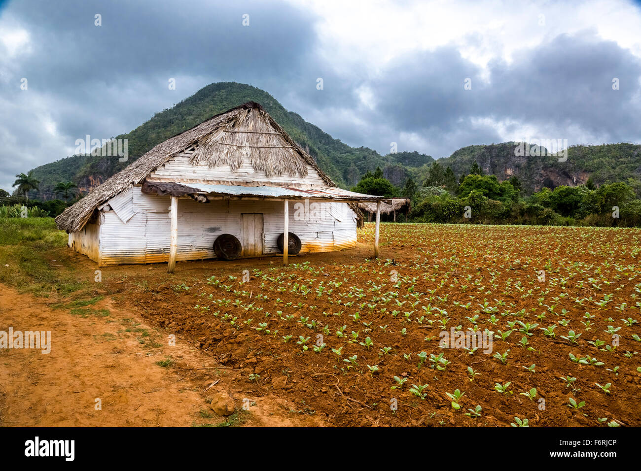 Fienile di essiccazione per il tabacco in foglia Vinales Valley con colline montagne, campo di tabacco, Vinales, Cuba, Pinar del Río, Cuba Foto Stock