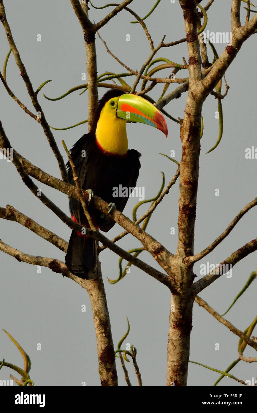 Chiglia fatturati Toucan in Costa Rica foresta pluviale tropicale Foto Stock