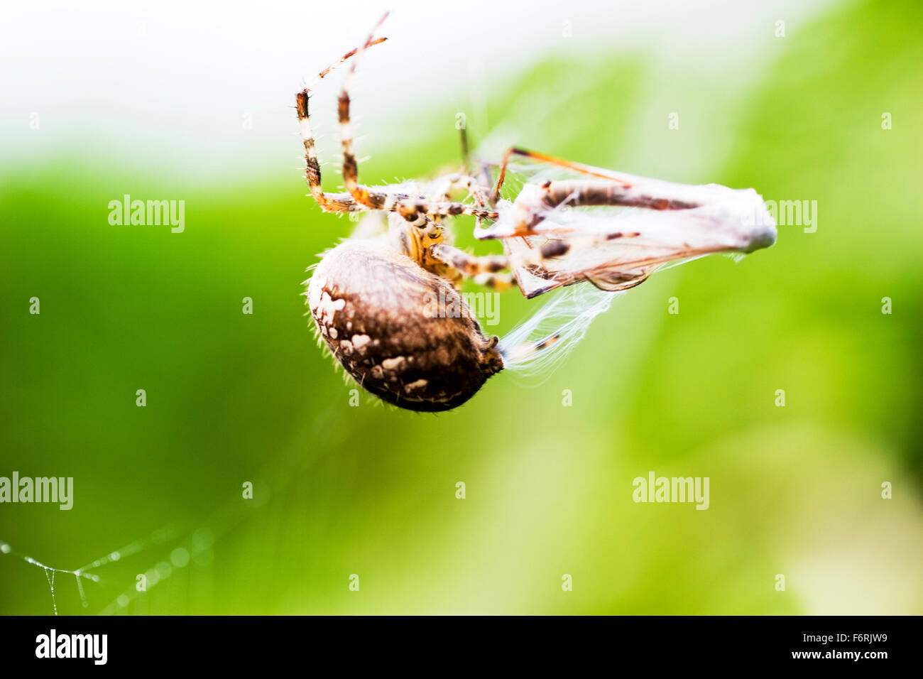 Giardino spider Araneus diadematus singolo adulto macro con preda web che gira intorno a gru fly REGNO UNITO Inghilterra Foto Stock