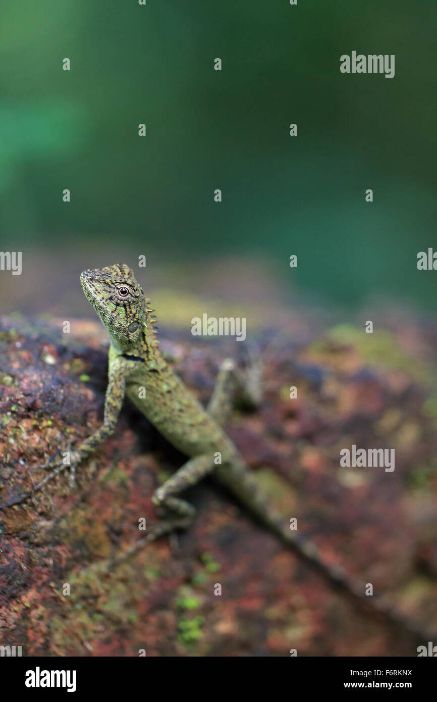 Oriental Garden Lizard (Calotes versicolor) Foto Stock