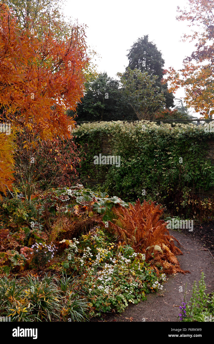 Il giardino di ROBINSON RHS HYDE HALL in autunno. Foto Stock