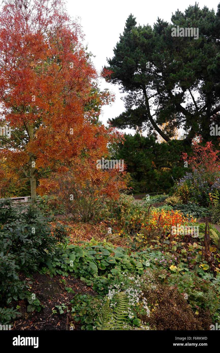 Il giardino di ROBINSON RHS HYDE HALL in autunno. Foto Stock