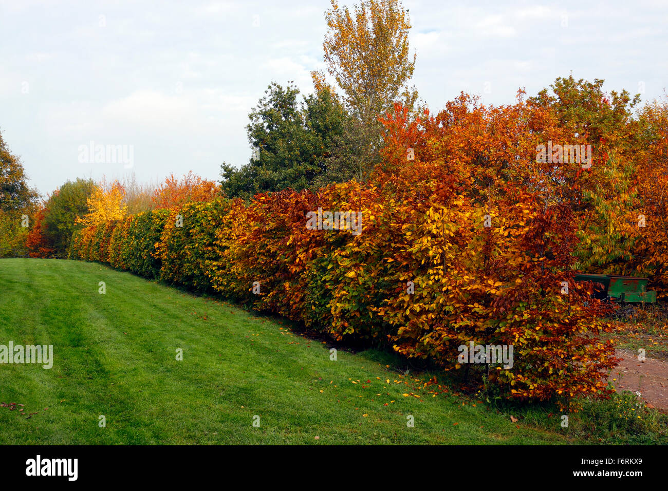 FAGUS SYLVATICA. BEECH HEDGE in autunno. Foto Stock