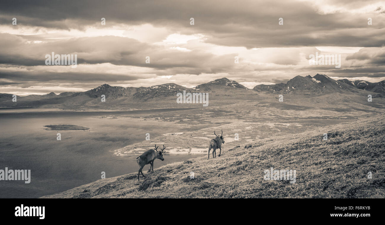 Sondaggio di renne fiordi vicino a Tromso nel nord della Norvegia Foto Stock