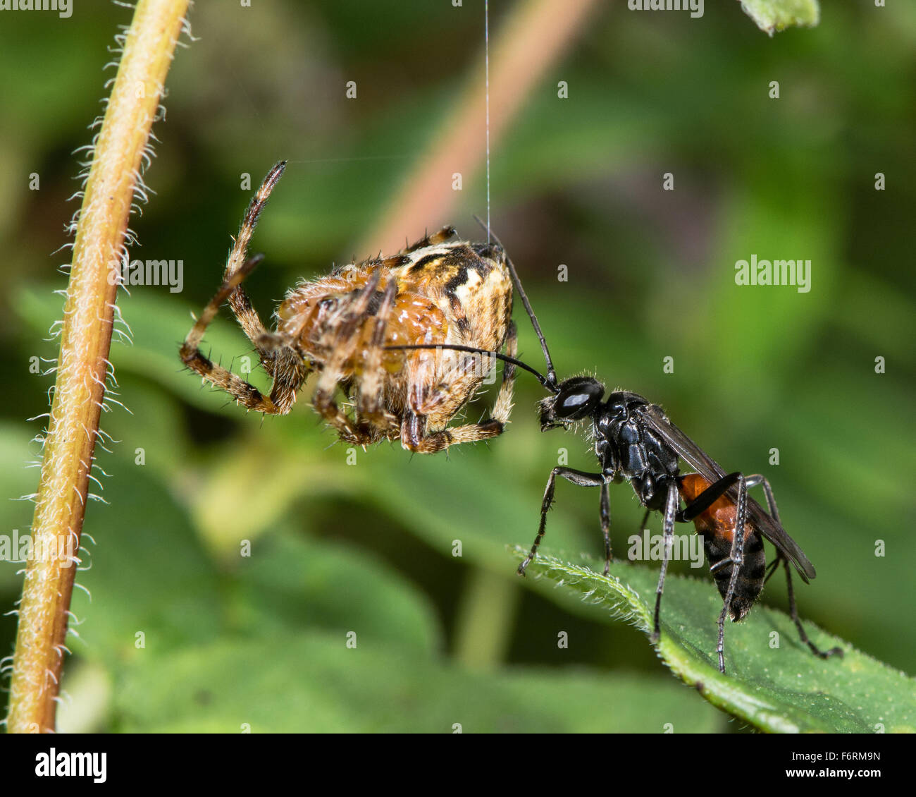 Un ragno-caccia wasp, Priocnemis exaltata, con la preda Foto Stock