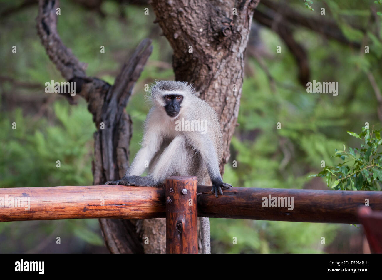 Scimmia Foto Stock