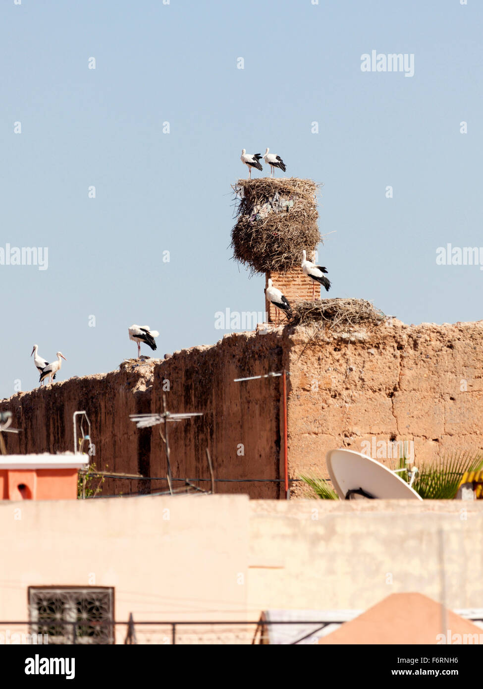 Cicogne e nidifica sulle pareti della Medina di Marrakech Foto Stock