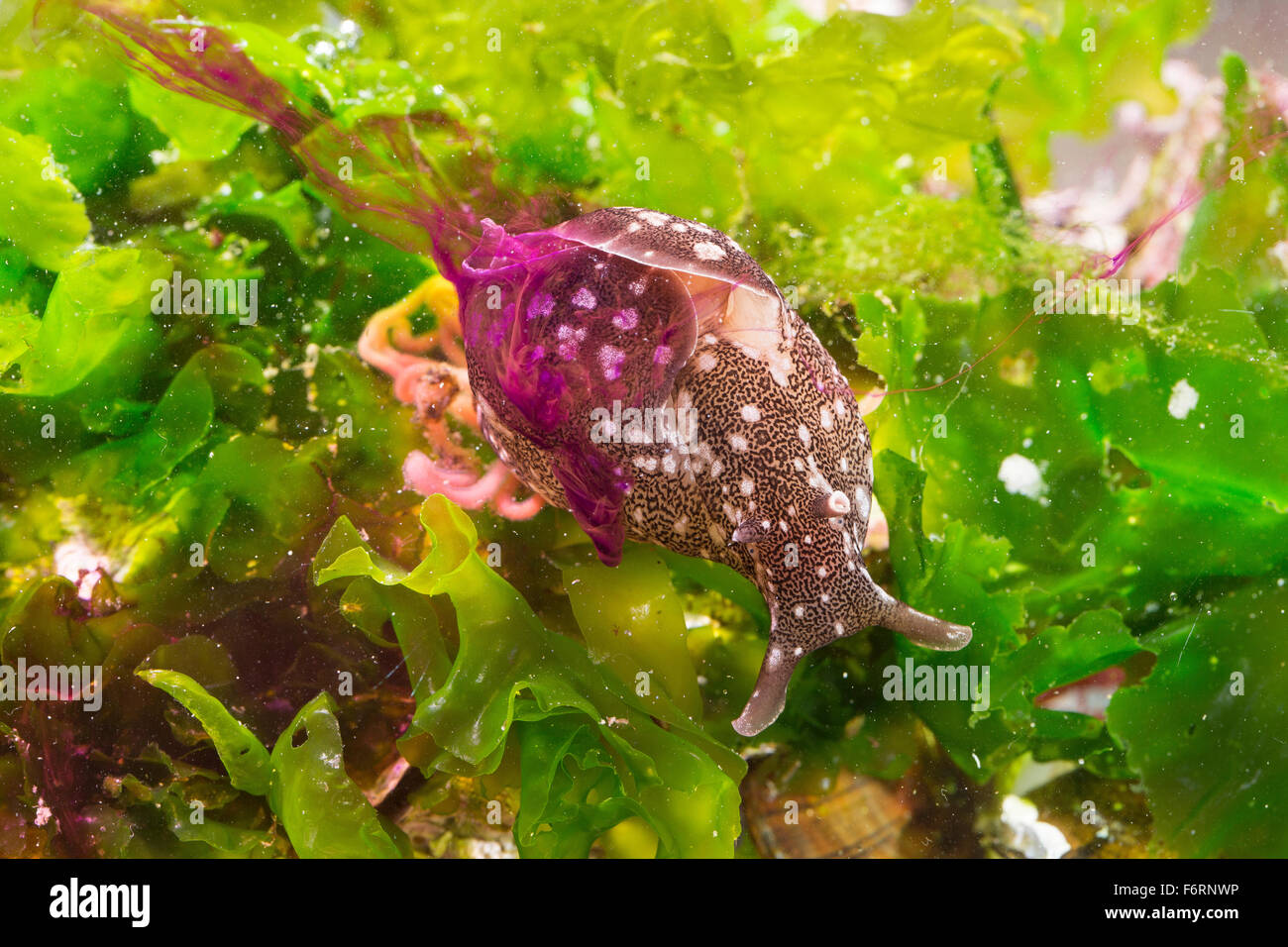 Mare europeo, lepre lepre di mare, mare slug, Punktierter Seehase, Gemeiner Seehase, Aplysia punctata, marine Nacktschnecke Foto Stock