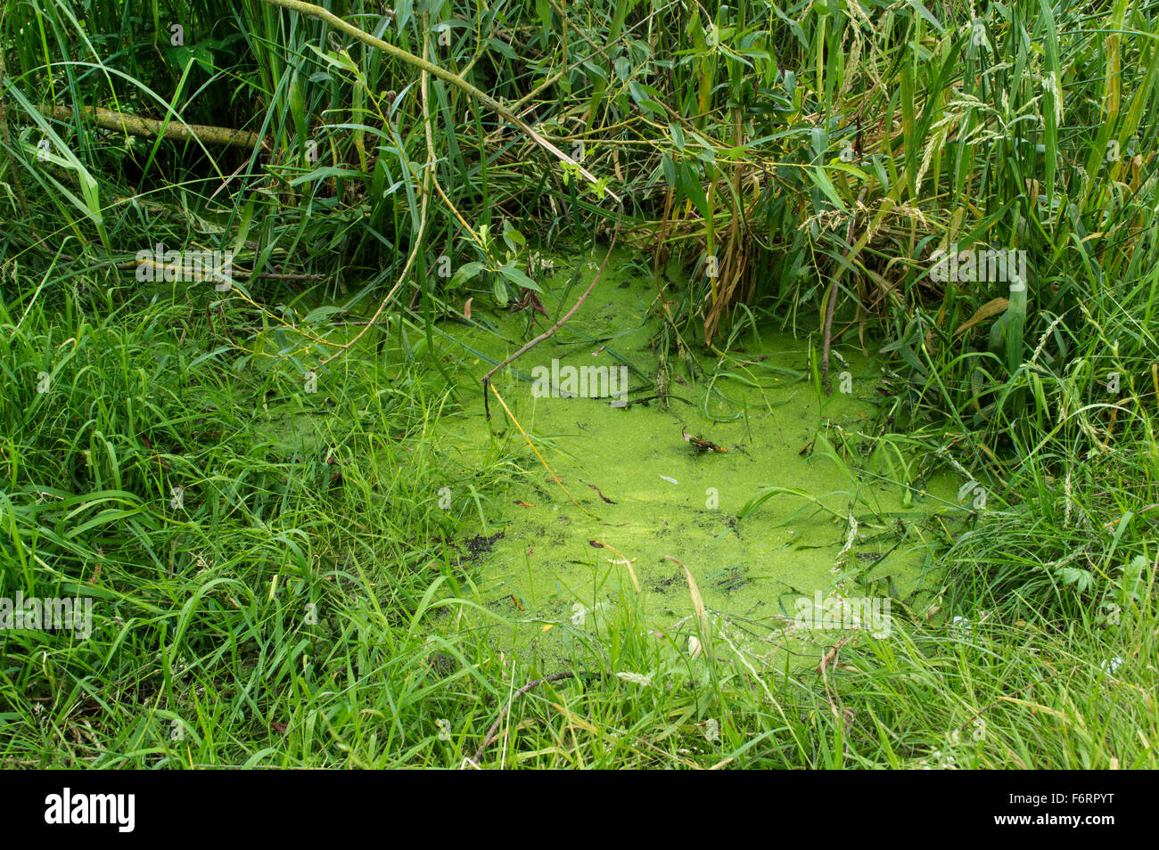 Una chiusura di un verde palude circondata da ricoperta di erba e piante infestanti Foto Stock