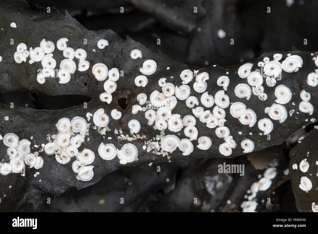 Tubeworm, Sinistral tubeworm a spirale a spirale tubeworm, Posthörnchenwurm, Posthörnchen-Wurm, Posthornwurm, Spirorbis spirorbis Foto Stock