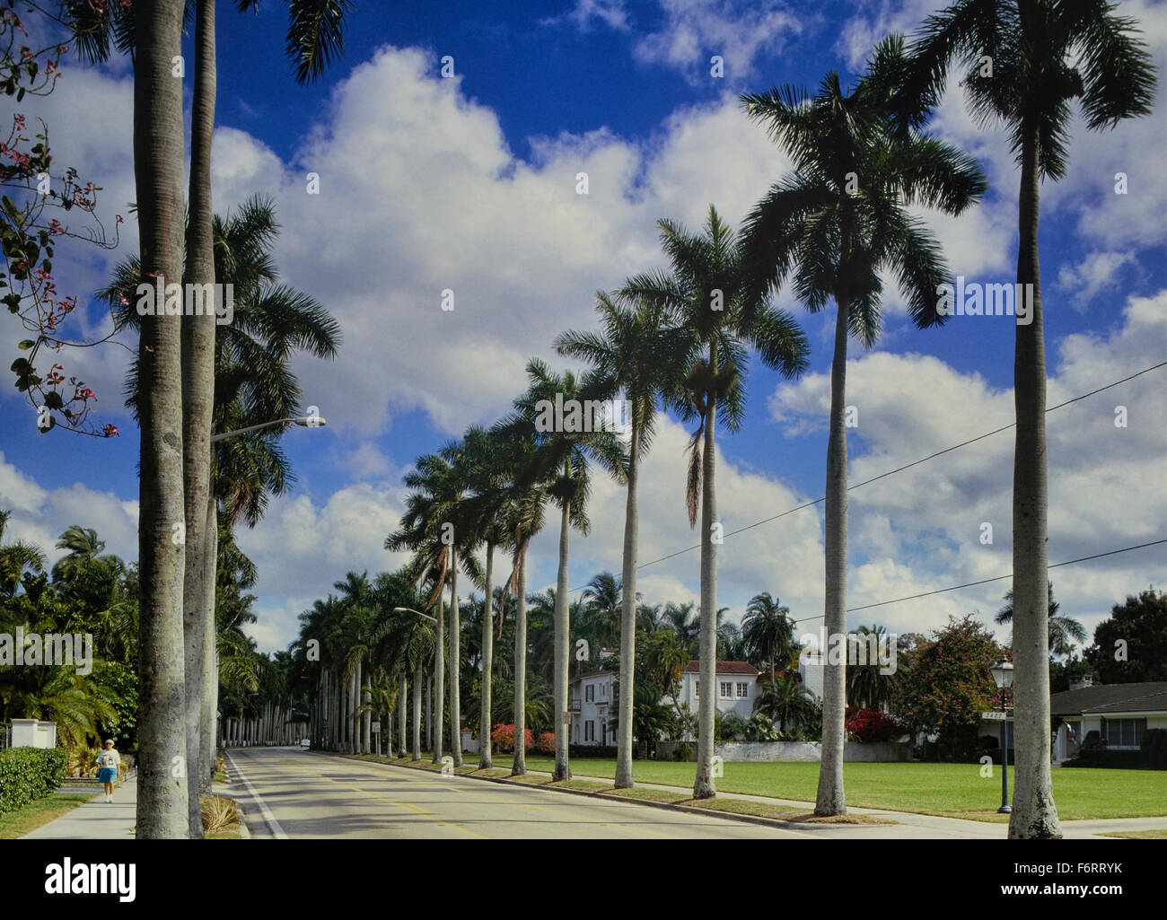 McGregor Boulevard. Il Viale delle Palme, Fort Myers. Florida. Stati Uniti d'America Foto Stock