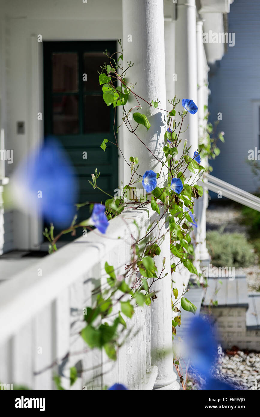 Agriturismo Rustico casa portico dettaglio con gloria di mattina, Derry, New Hampshire, STATI UNITI D'AMERICA Foto Stock